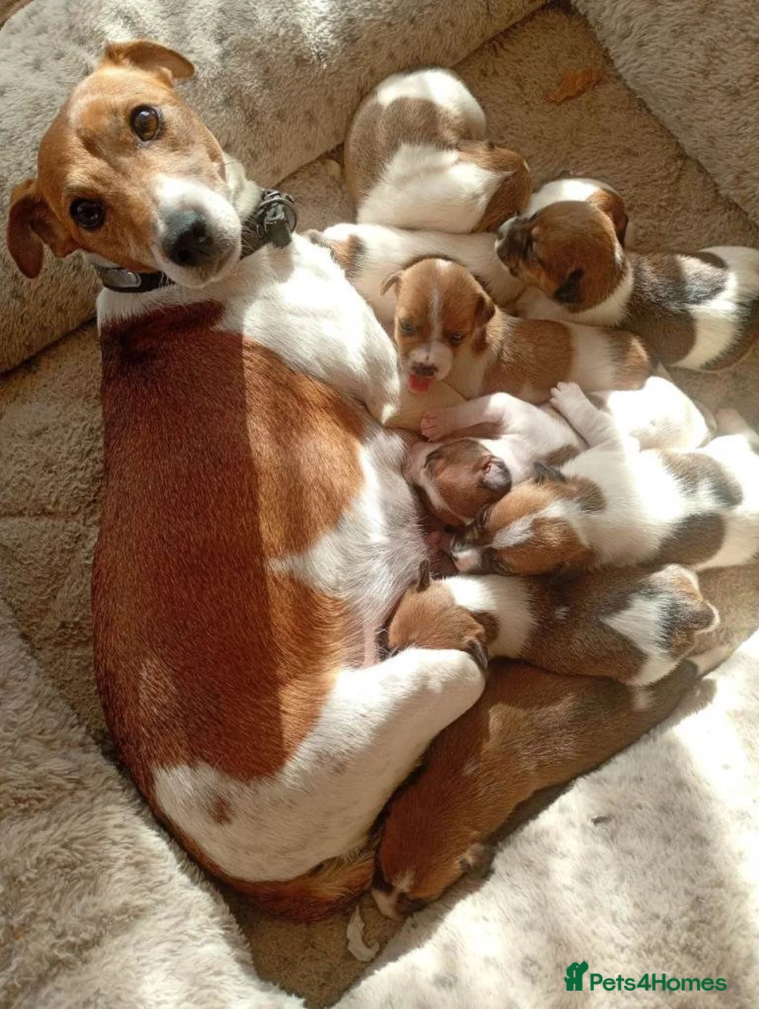 Jack Russell dogs for sale: Jack Russell  in Leicester - Advert 1