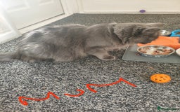 Mixed Breed cats for sale: 5 adrobale kittens  - Image 4