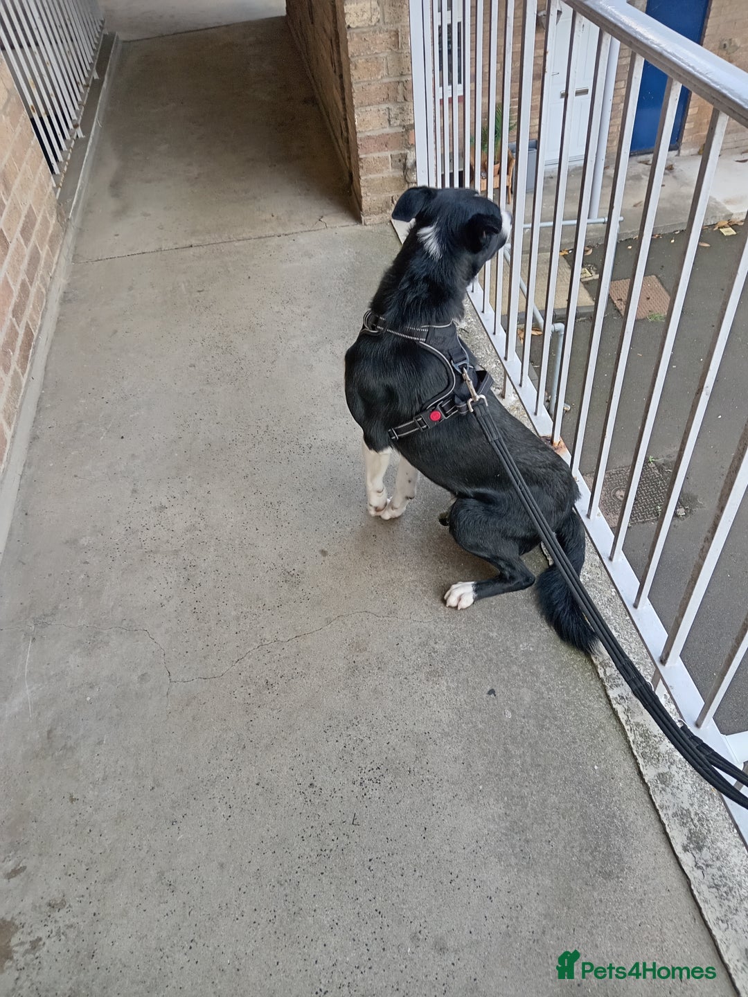 Border Collie dogs for sale: Border collie 1 year old plz read description - Image 3