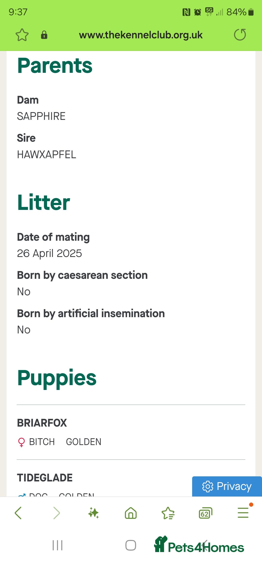 Golden Retriever dogs for sale: Ready to leave KC registered golden retriever - Image 35