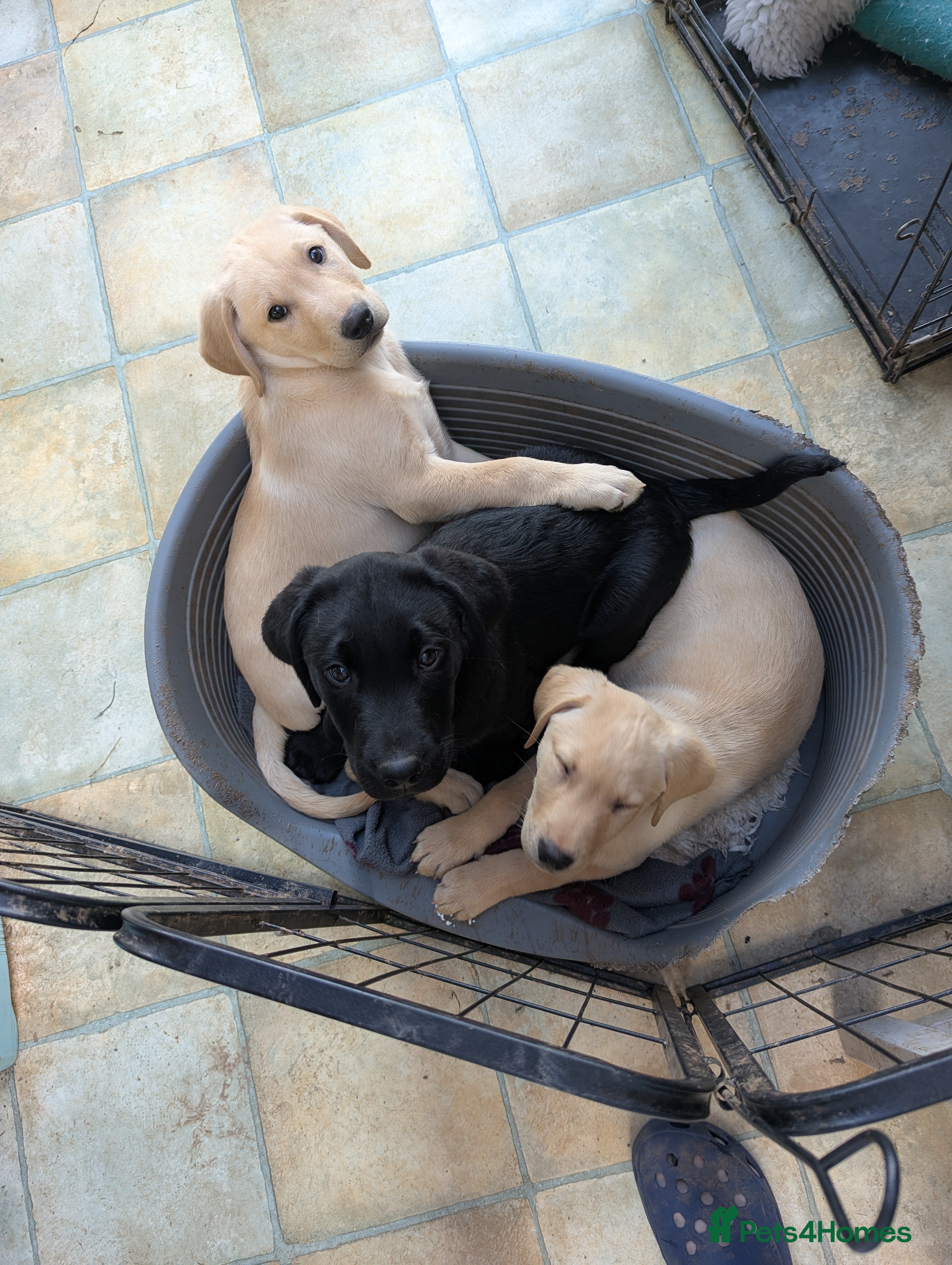 Labrador Retriever dogs 7 K C registered Chunky Labs 3 Boys left.READY NOW - Advert 1