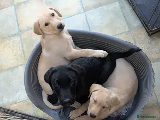 Labrador Retriever dogs 7 K C registered Chunky Labs 3 Boys left.READY NOW - Advert 1