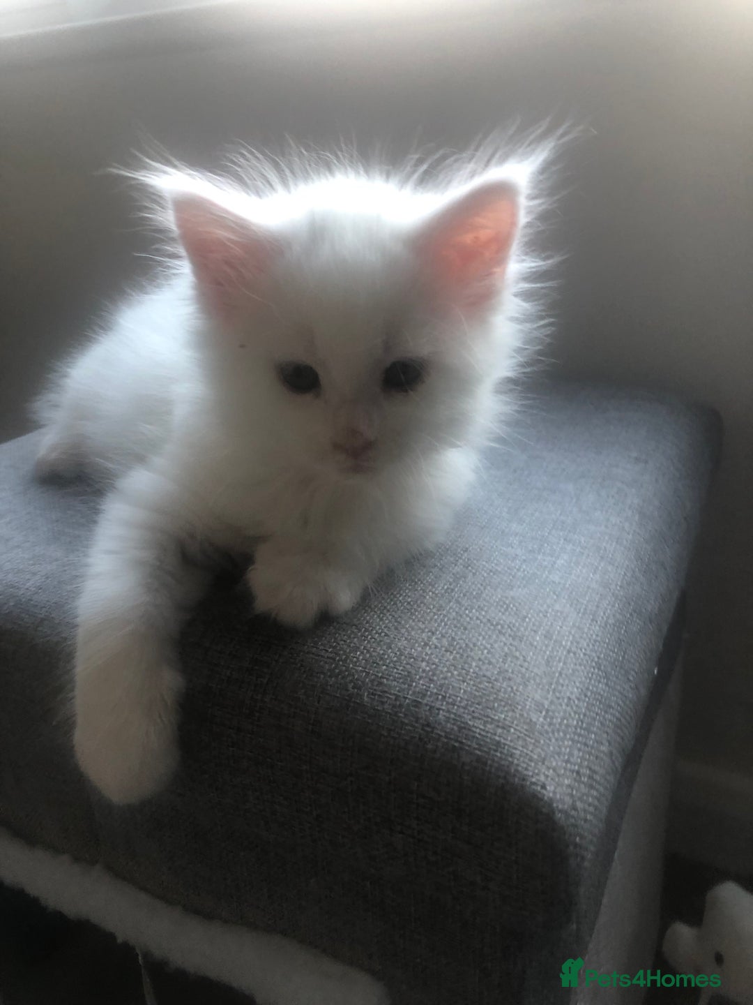 Maine Coon cats for sale: Beautiful Rare White Blue Eyed GCCF Maine Coons - Image 10