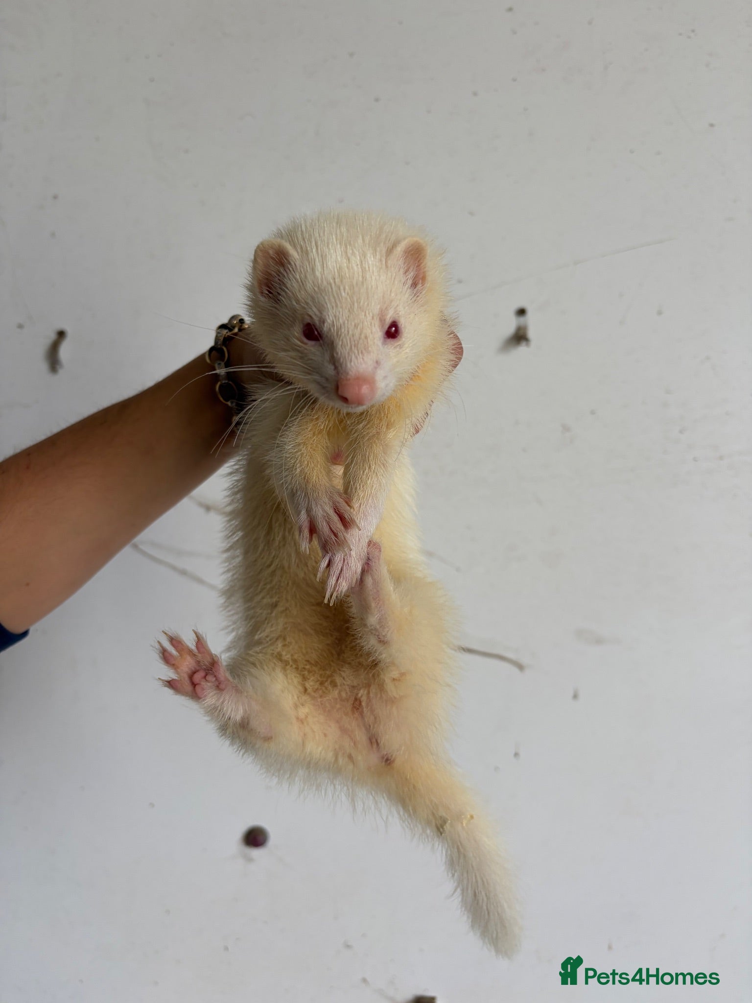 Ferret rodents 3 jills available.  - Advert 2