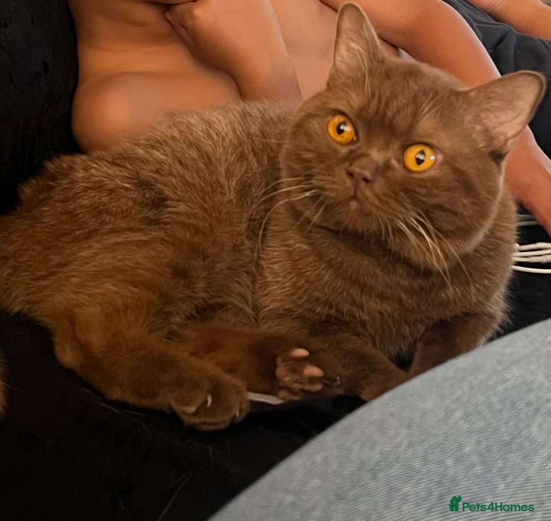 British Shorthair cats for sale: British shorthair kittens  - Image 11