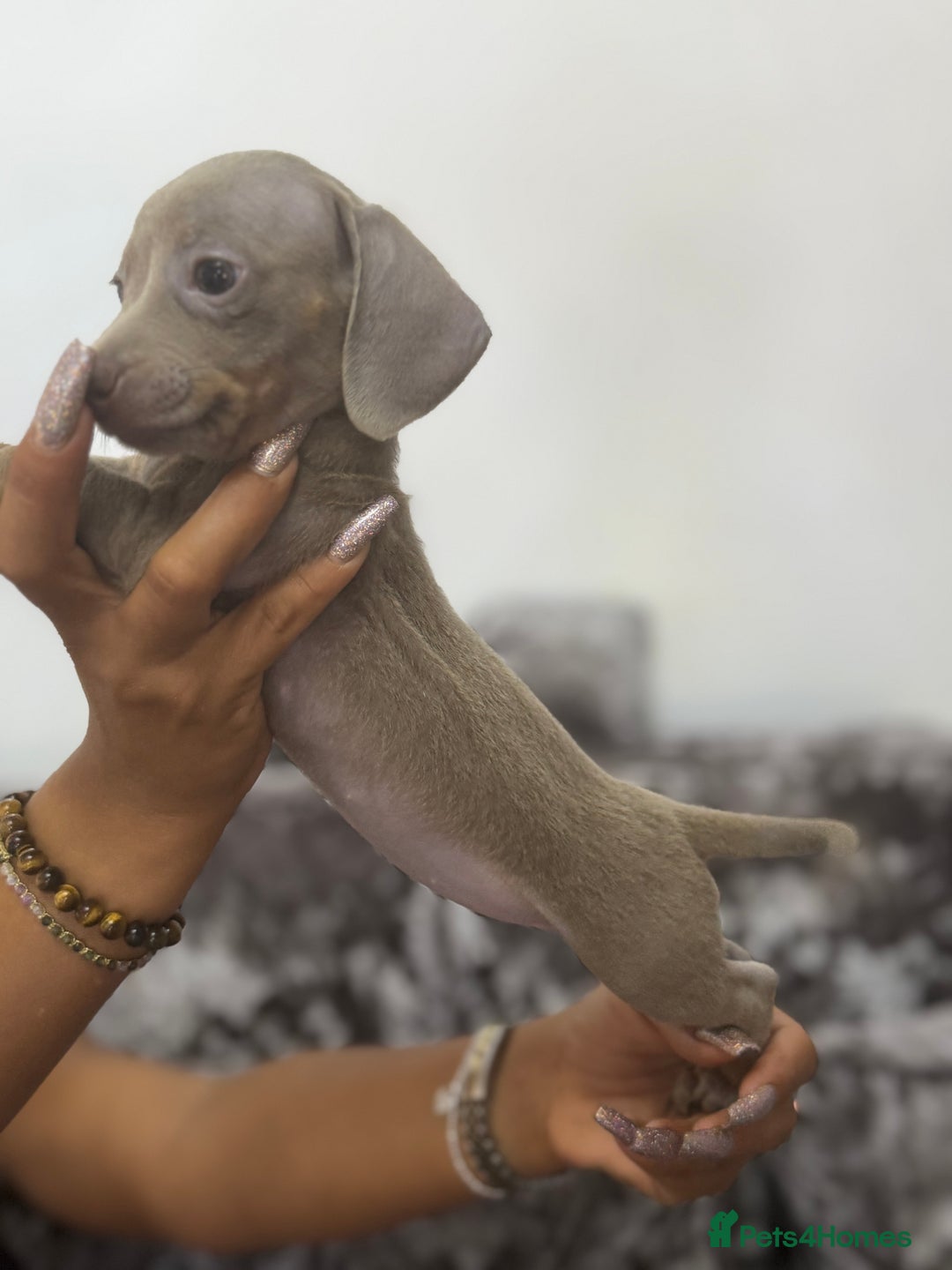 Miniature Dachshund dogs for sale: 7 stunning miniature dachshund puppies - Image 30