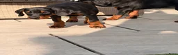 Dobermann dogs for sale: READY TO COLLET NOW | RKC DOBERMAN | CHAMPION LINE - Advert 19