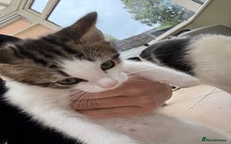 Mixed Breed cats for sale: One Male kitten left 8 weeks old ready now - Image 5