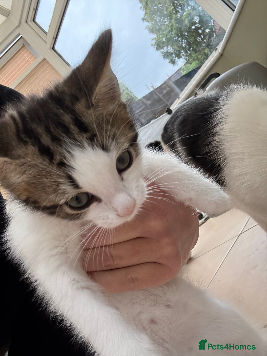 Mixed Breed cats for sale: One Male kitten left 8 weeks old ready now - Image 5
