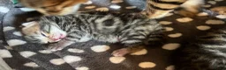Bengal cats for sale: Bangal x kittens  - Advert 5