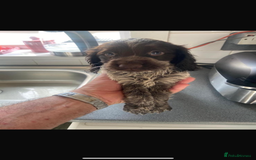 Cocker Spaniel dogs for sale: 5 Male 1 Female Pedigree Cocker Spaniel Puppy’s  - Image 3