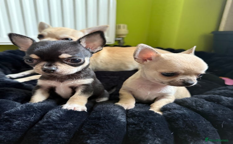 Chihuahua dogs - Advert 2