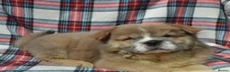 Chow Chow dogs for sale: beautiful smooth and rough coat chow babies - Advert 7