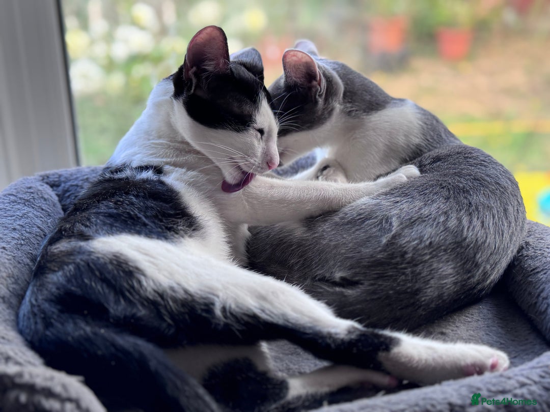 Oriental cats for sale: Ready now! Oriental shorthair kittens mix - Image 7
