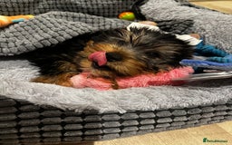 Yorkshire Terrier dogs for stud: A Charming Yorkshire Terrier Stud Looking for Love - Image 8