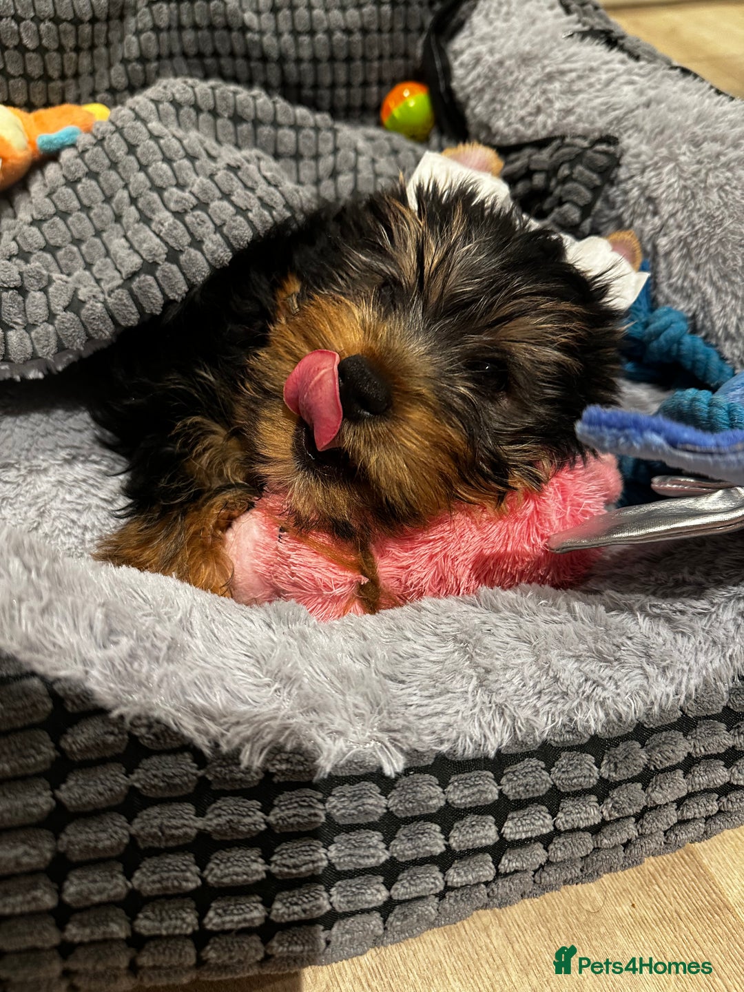 Yorkshire Terrier dogs for stud: A Charming Yorkshire Terrier Stud Looking for Love - Image 8