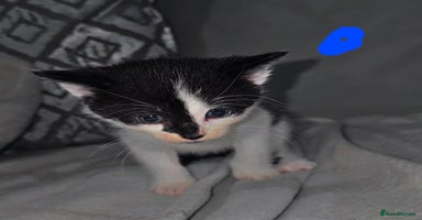Mixed Breed cats - Advert 12