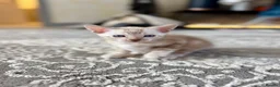 Bengal cats for sale: Beautiful bengal  - Advert 8