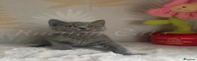 British Shorthair 2