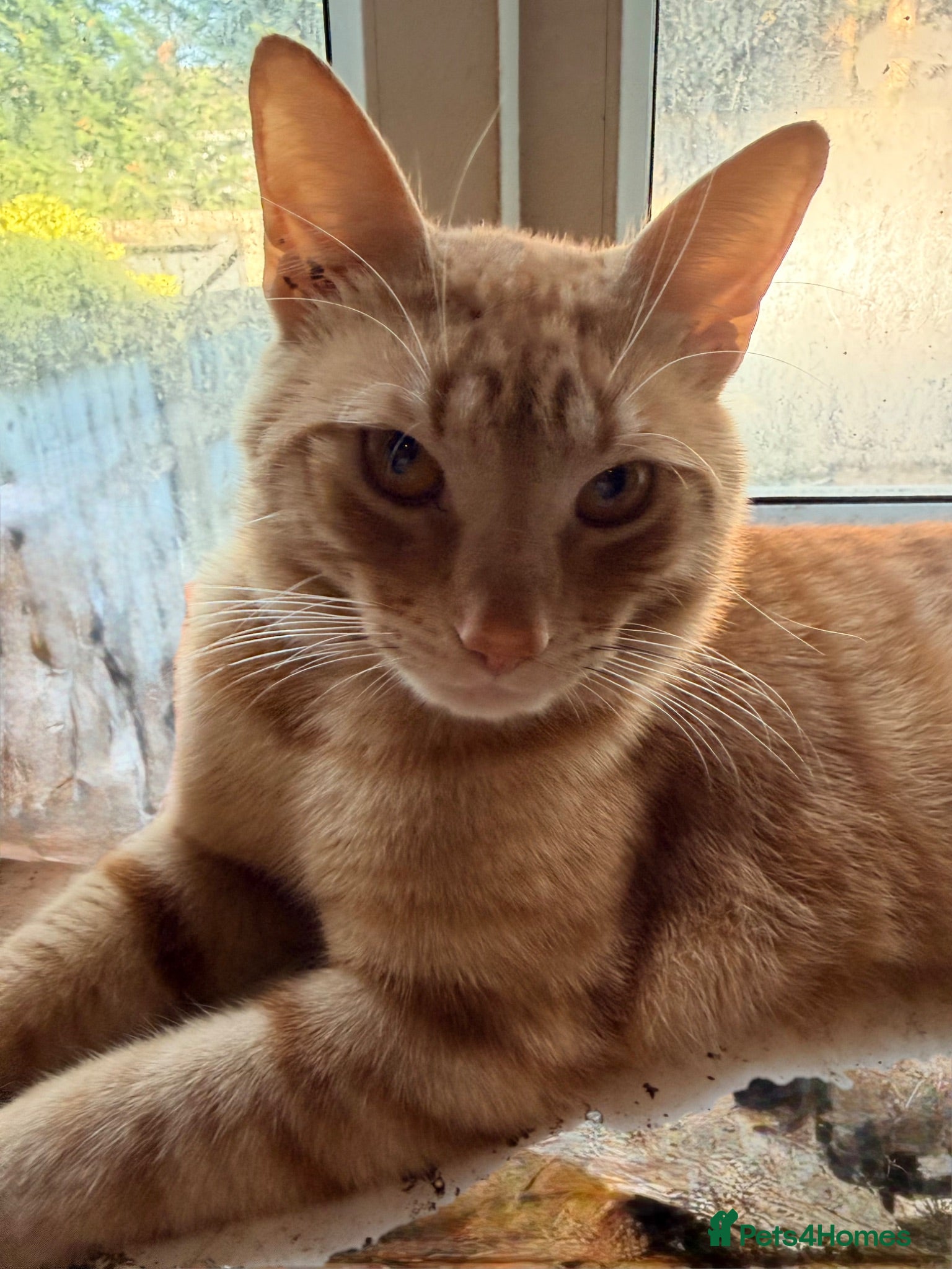 Mixed Breed cats Beautiful male ginger tom cat - Advert 6