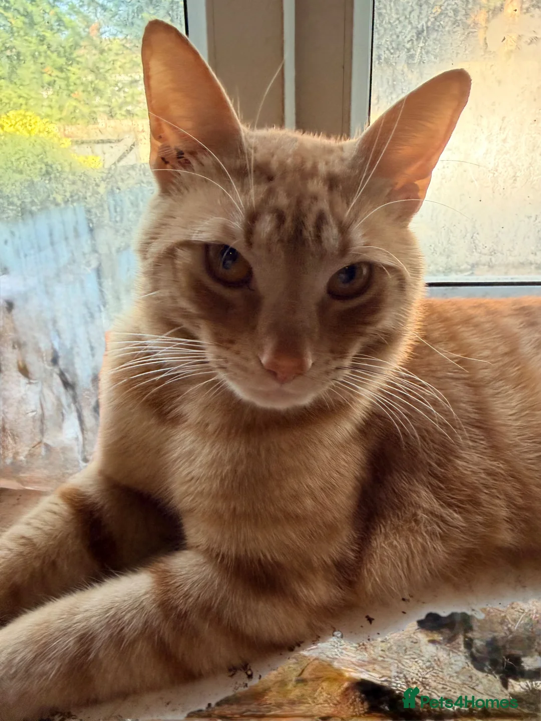 Mixed Breed cats for sale: Beautiful male ginger tom cat - Advert 1