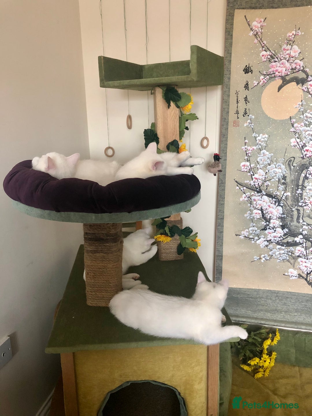 Persian cats for sale: Gorgeous Persian Cross Kittens  - Image 2