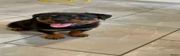 Rottweiler dogs for sale: Rottweiler pup - Advert 2