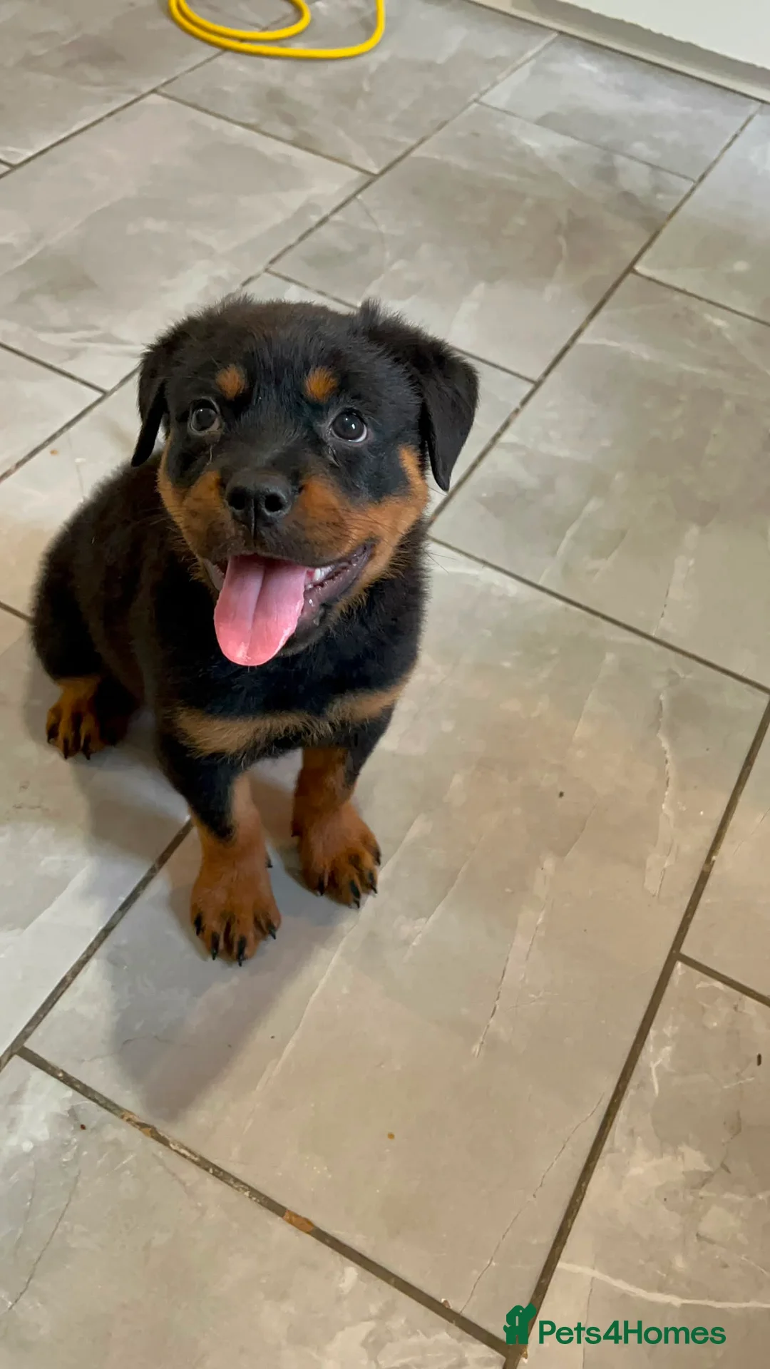 Rottweiler dogs for sale: Rottweiler pup - Advert 2