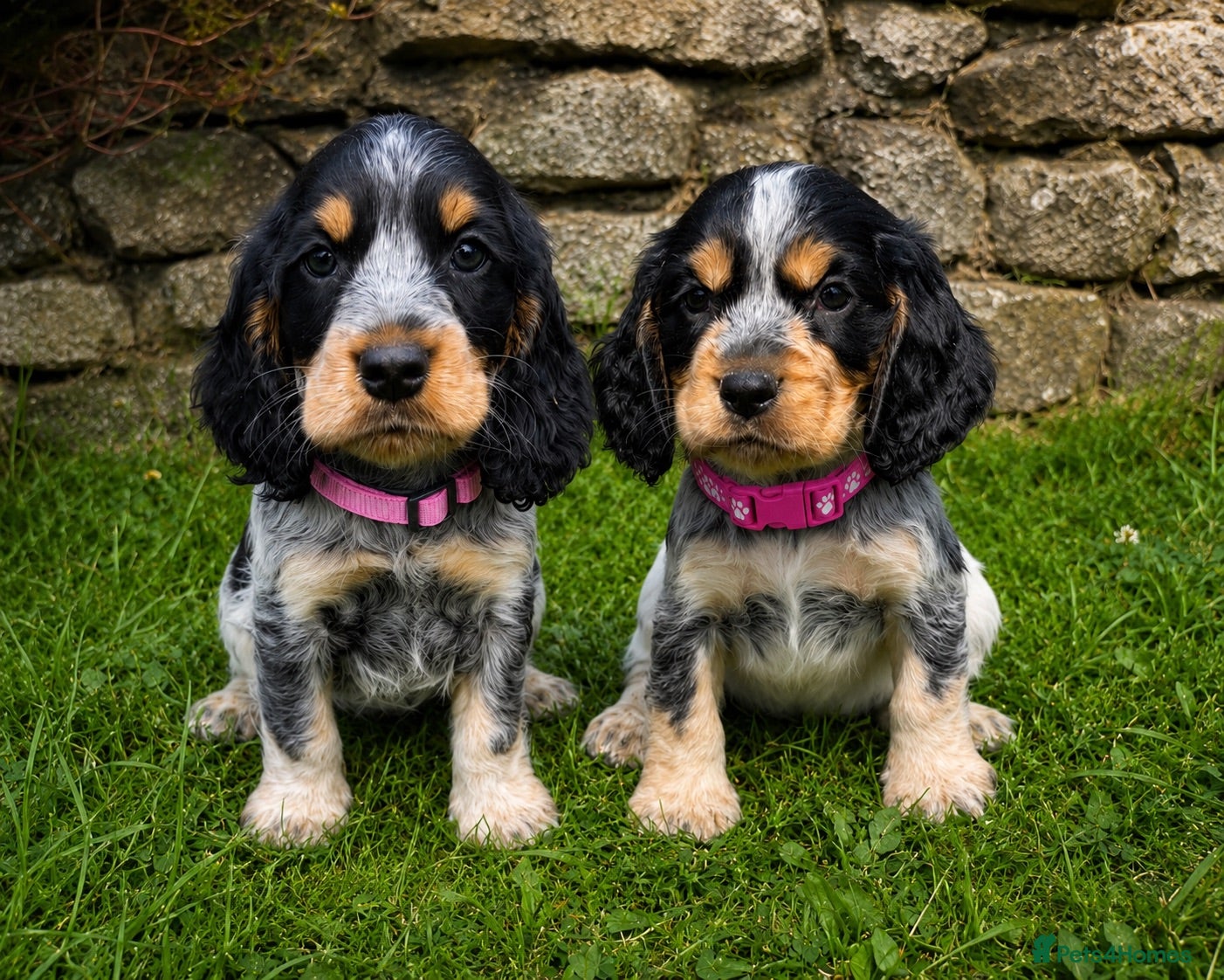 Cocker Spaniel dogs Adorable Show Type Cocker Spaniel puppies - Advert 1