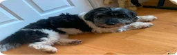 Mixed Breed dogs for adoption: Petra - Advert 7