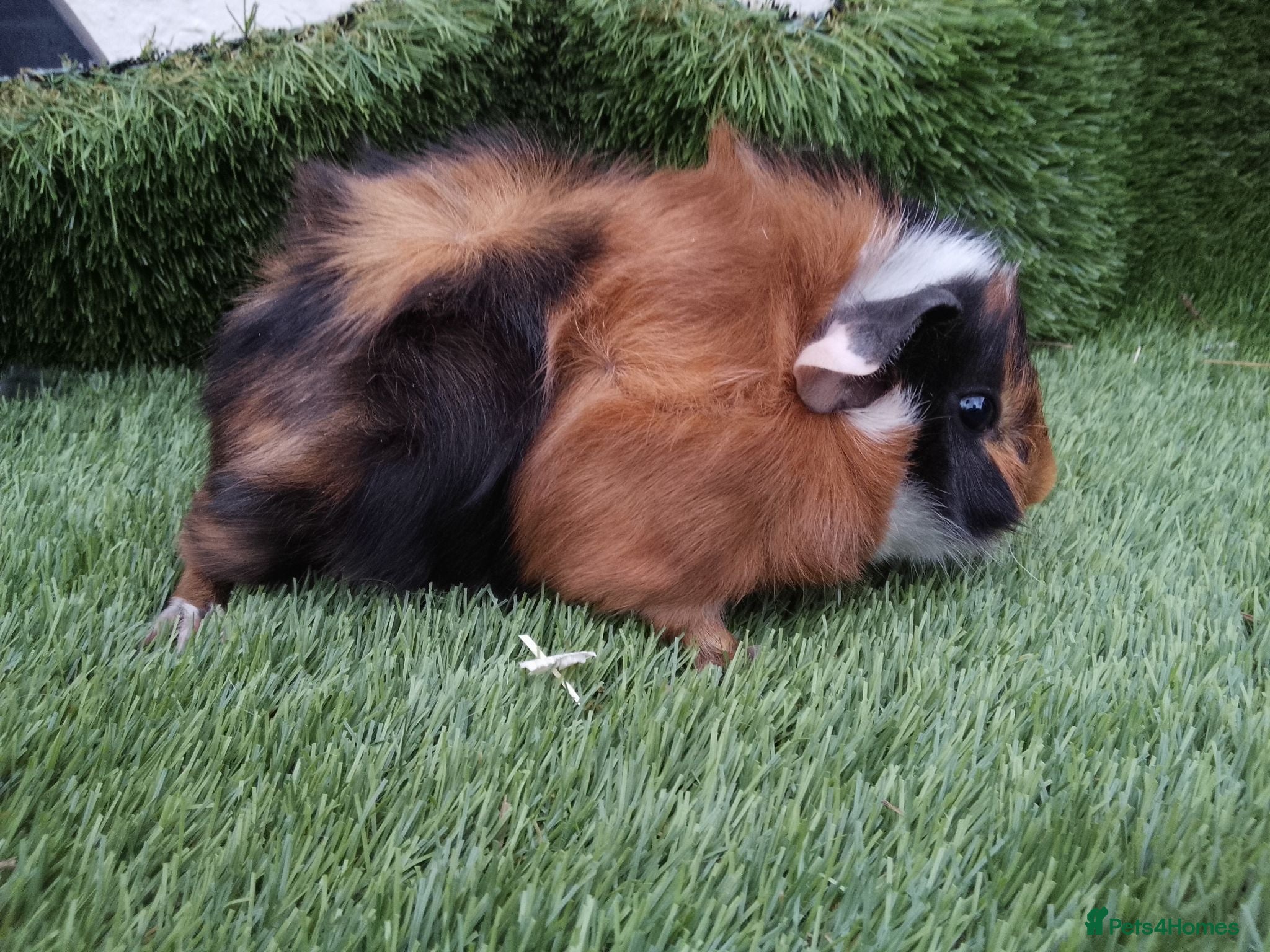 Guinea Pig rodents Tri guinea pig Boy and other boys  - Advert 2