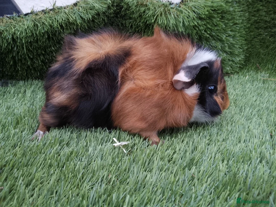 Guinea Pig rodents for sale: Tri guinea pig Boy and other boys  - Advert 2