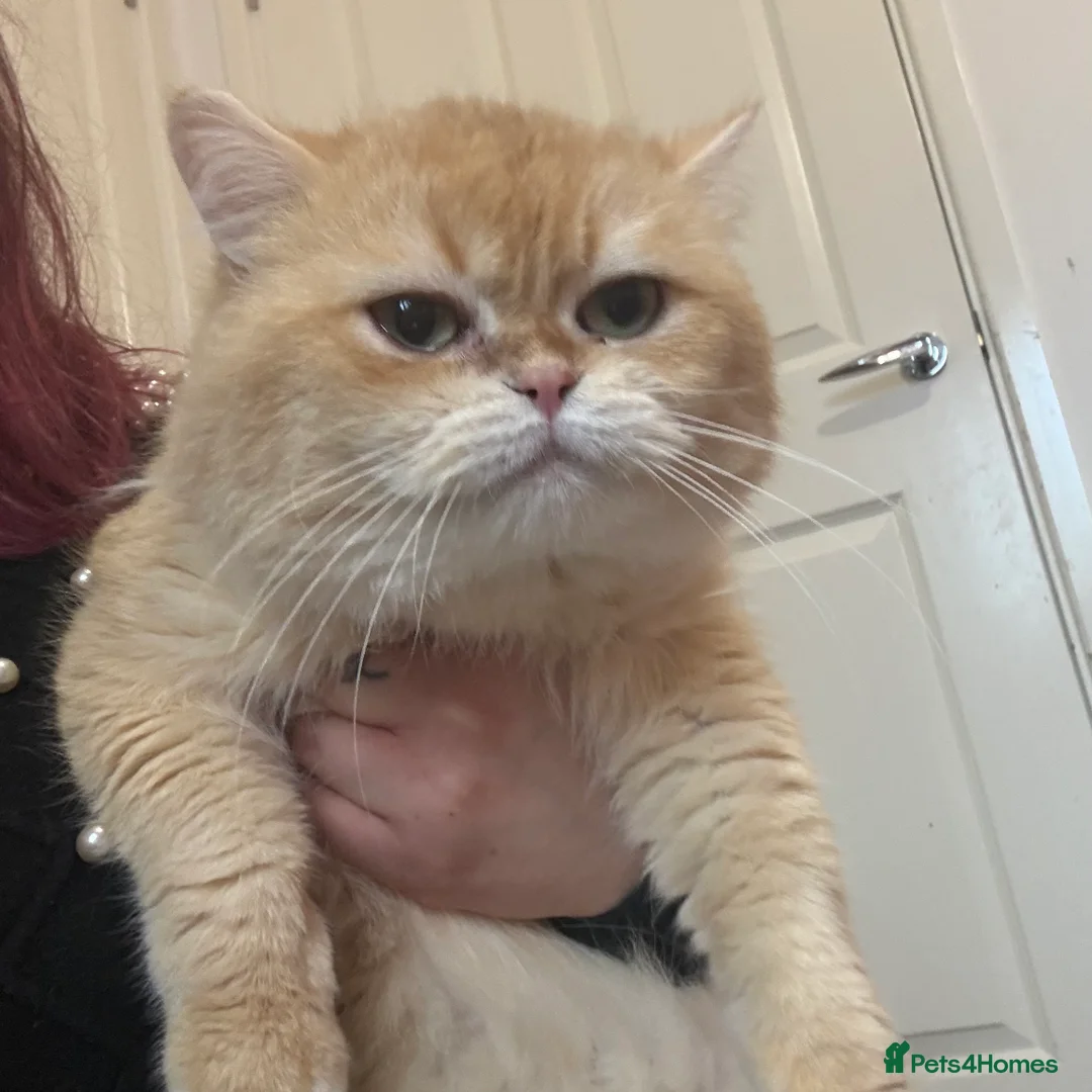 British Shorthair cats for stud: Golden Chocholate bsh - Advert 3