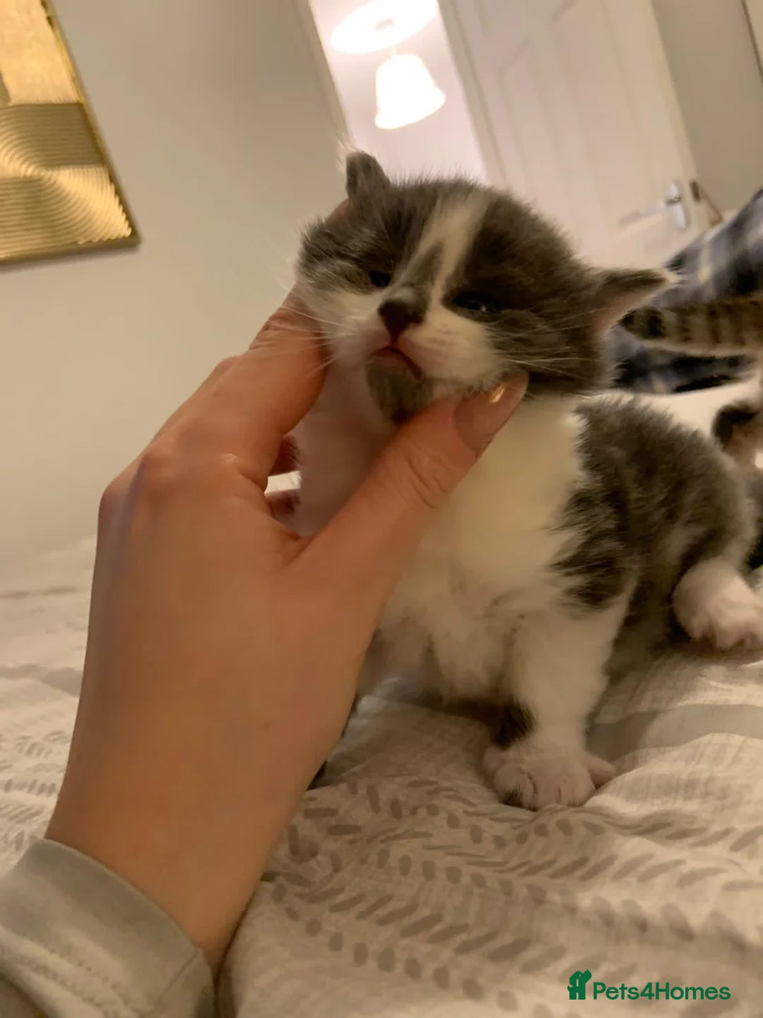 Mixed Breed cats for sale: Beautiful Playful Kittens Ready for Loving Homes - Advert 6