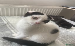 Scottish Fold cats for sale: Cute kittens  - Image 1