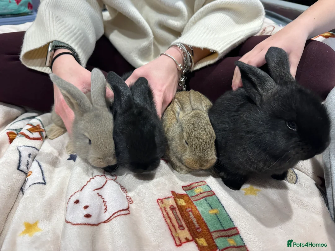 Continental Giant rabbits for sale: Black giant rabbit kits - Advert 7
