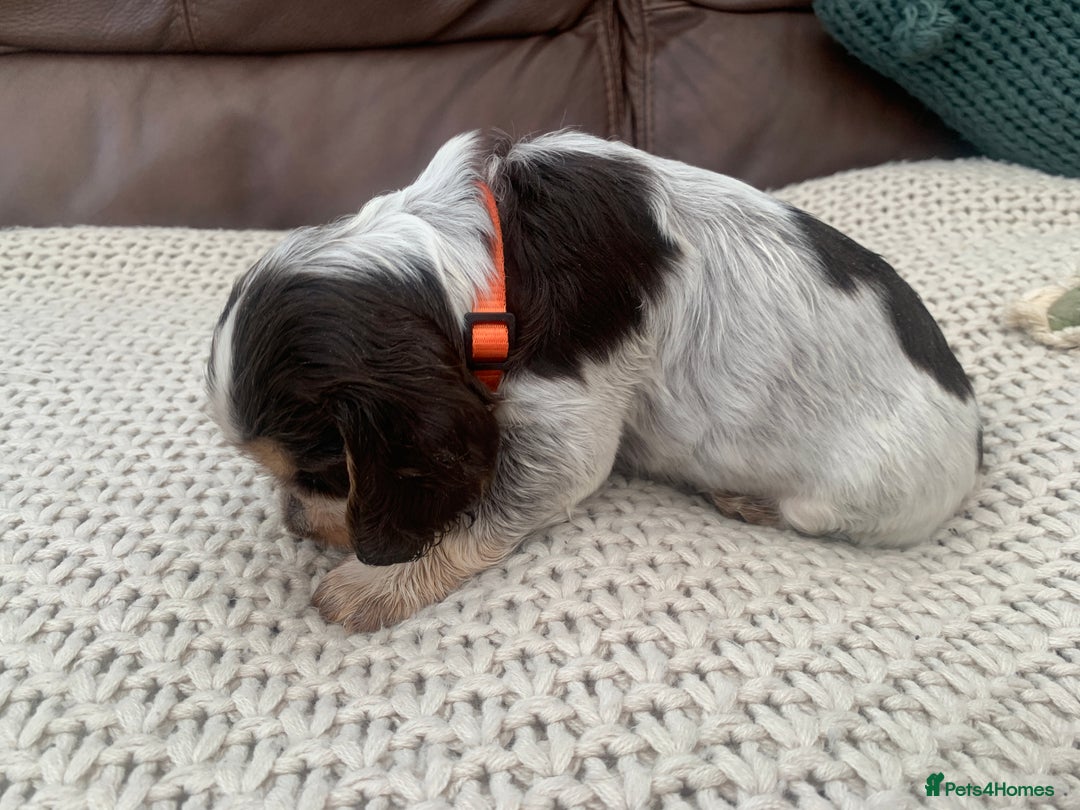 Cocker Spaniel dogs for sale: Cocker Spaniel ( show type) KC registered - Image 8
