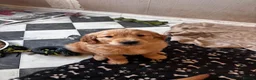 Golden Retriever dogs for sale: Ivys Golden retriever pups 🫶 - Advert 8