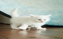 Maine Coon cats for sale: White Polydactyl boy / Russian import parents - Advert 9