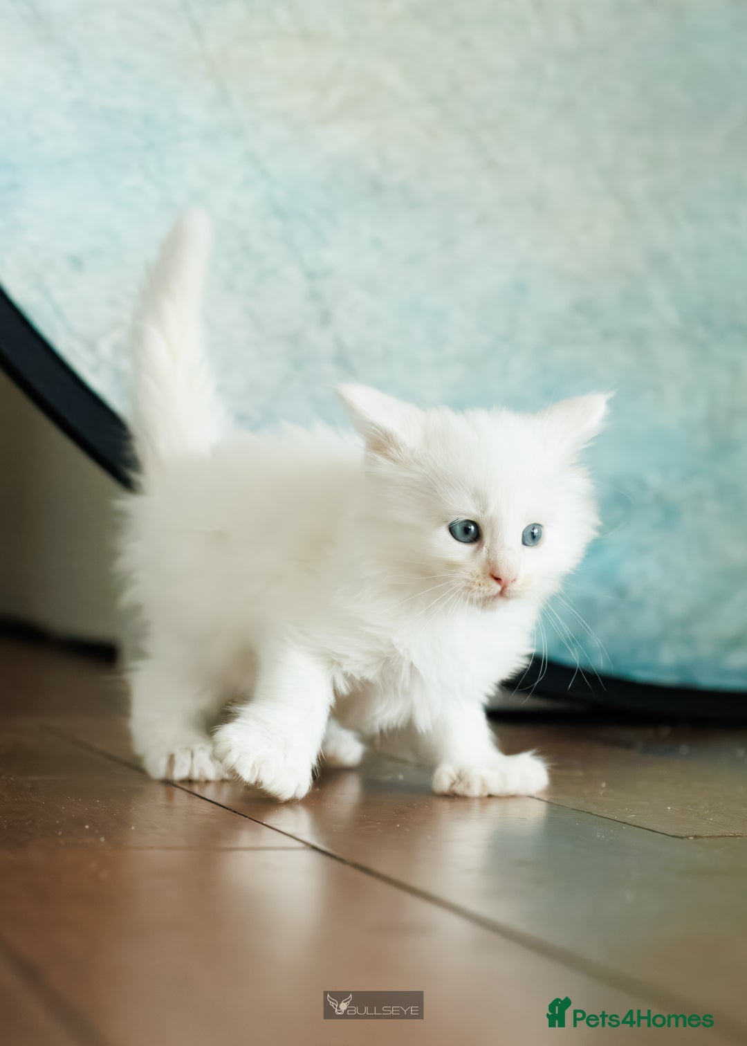 Maine Coon cats for sale: White Polydactyl boy / Russian import parents - Advert 9