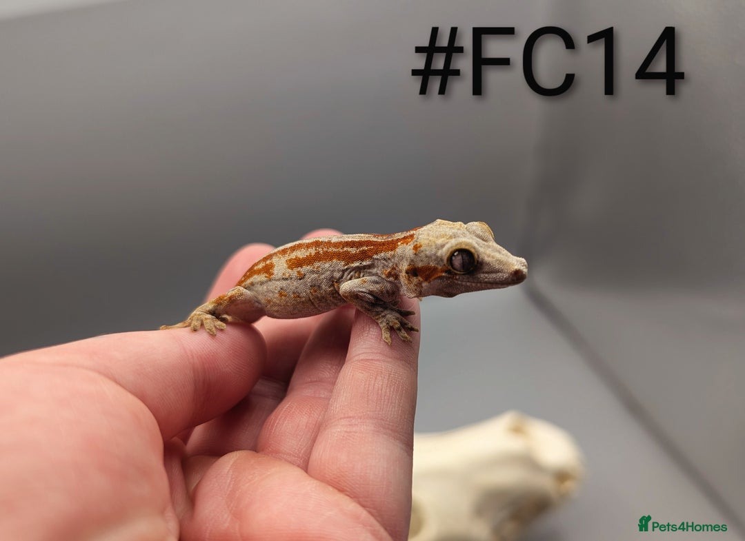 Gecko reptiles for sale: Red Stripe Gargoyle Gecko CB25  - Advert 4