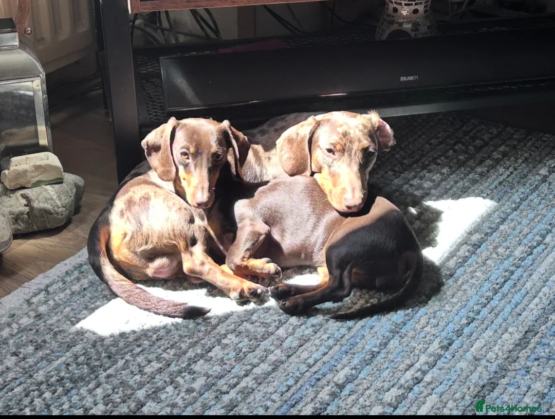 Miniature Dachshund dogs for sale: 🐾 MINI DASCHUND PUPPIES 🐾 - Advert 16