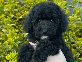 Toy Poodle dogs Adorable K.C.Reg Toy Poodle puppies - Advert 8