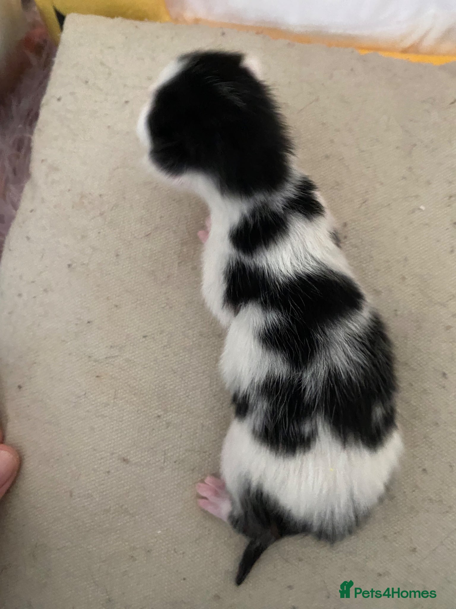 Mixed Breed cats for sale: 6 beautiful kittens - Advert 5