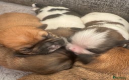 Mixed Breed dogs for sale: Shih tzu x patterdale puppies - Advert 2