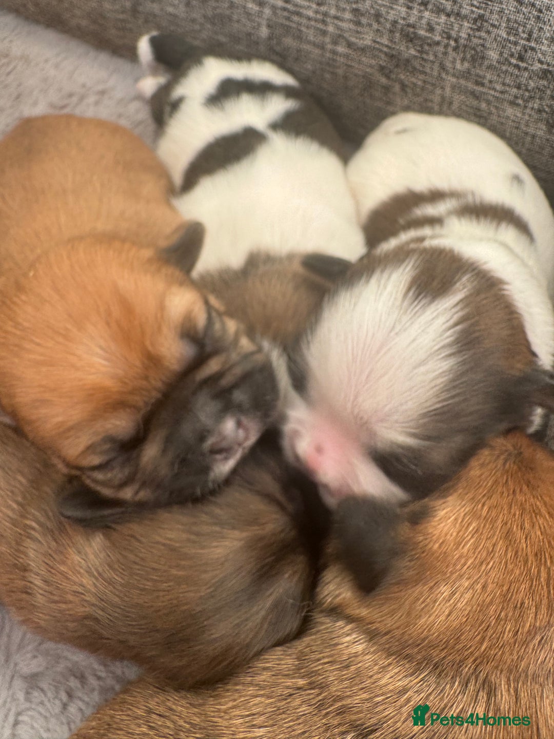 Mixed Breed dogs for sale: Shih tzu x patterdale puppies - Advert 2