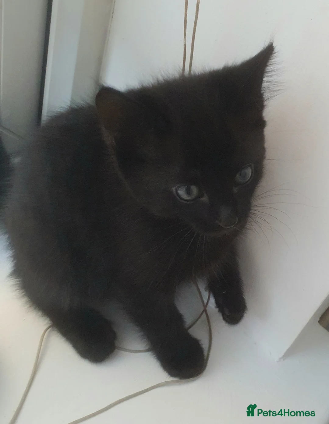 Mixed Breed cats for sale: Bengal Mixed - Advert 2