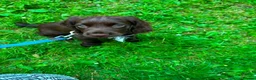 Cocker Spaniel dogs for sale: Cocker spaniel boy  in Kingsbridge - Advert 3
