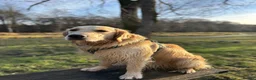 Golden Retriever dogs for stud: 🐾 Proven Golden Retriever Stud Available 🐾 - Advert 8