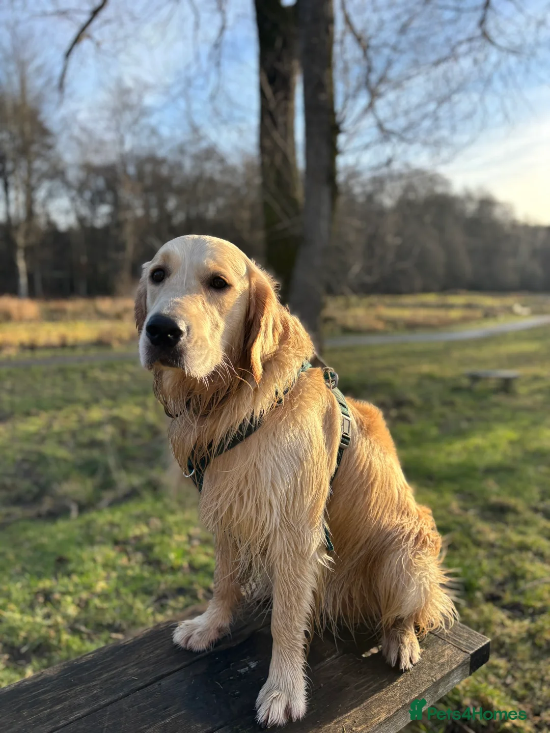 Golden Retriever dogs for stud: 🐾 Proven Golden Retriever Stud Available 🐾 - Advert 8